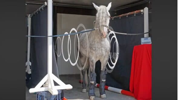 Horse with stress-free PEMF body applicator