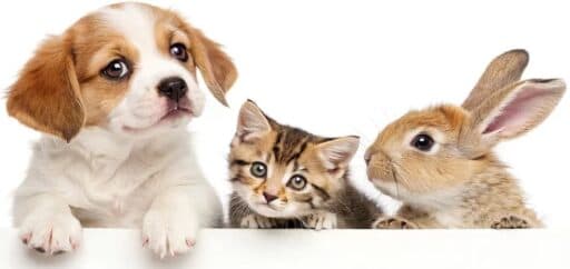 Puppy, kitten, and rabbit